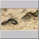 Episyron rufipes - Wegwespe w43a beim Nesteintrag - Sandgrube Niedringhaussee.jpg